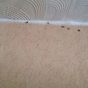 Выведение тараканов в квартире цена Саратов