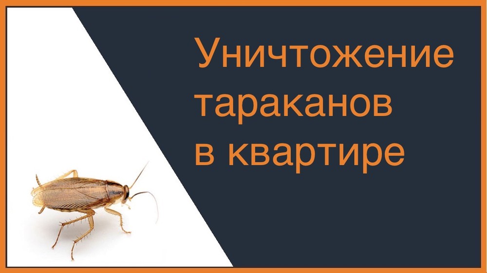 Уничтожение тараканов в квартире в Саратове