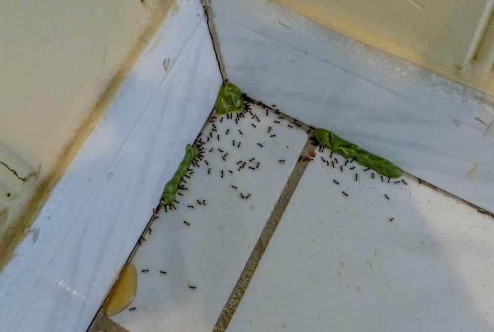 Обработка от муравьев в Саратове