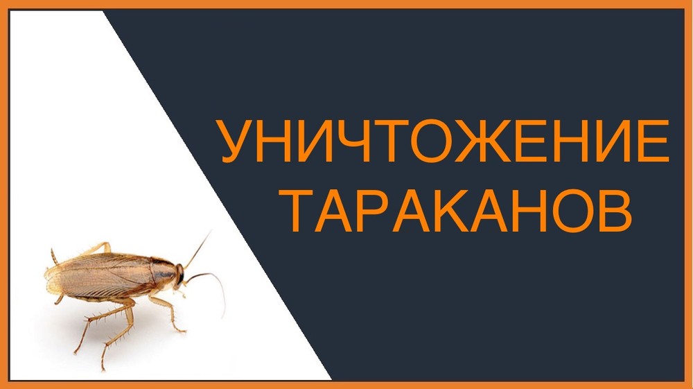 Уничтожение тараканов в Саратове