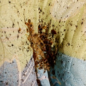 Уничтожение насекомых в Саратове (гостинка)