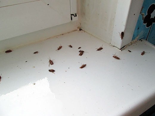 Дезинфекция от тараканов в Саратове – цены
