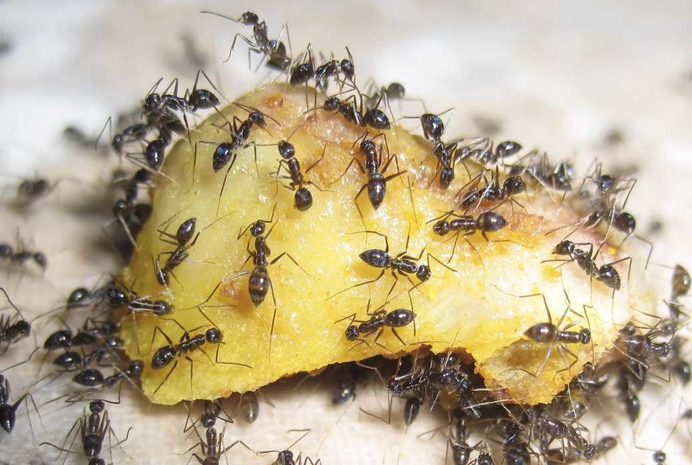 Уничтожение муравьев в квартире в Саратове